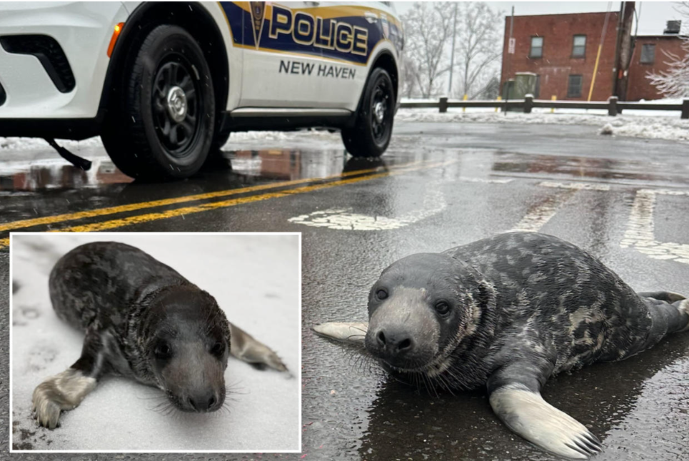 Mysterious baby seal flops into middle of Connecticut city: ‘He was here to try the clam pizza’