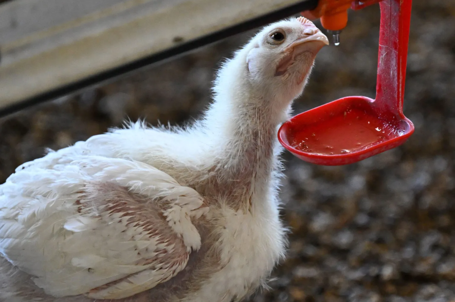 U.S. bird flu hospitalizations rise to 4 after Ohio discloses case